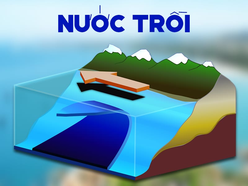 Hiện Tượng “Nước Trồi” Đã Mang Đến Cá Cơm Vàng Ruột Đỏ Quý Hiếm